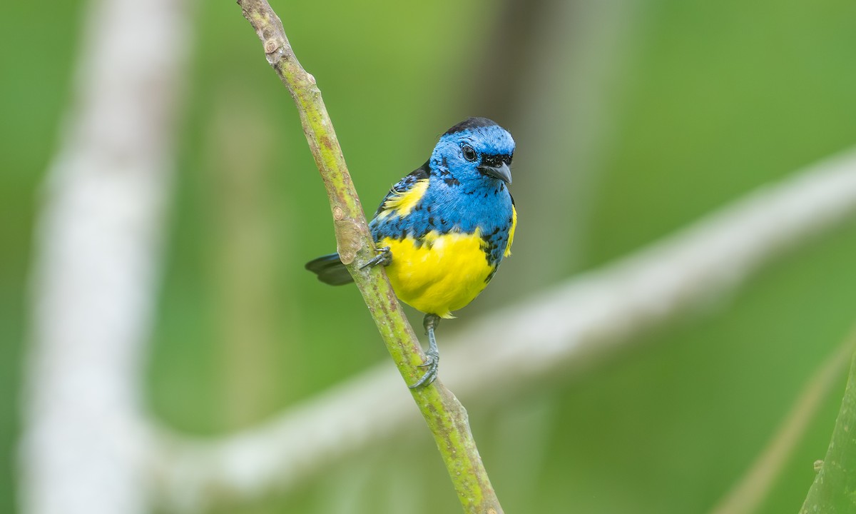 Turquoise Tanager - ML647252377