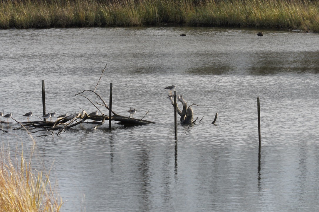 オオキアシシギ - ML647252388