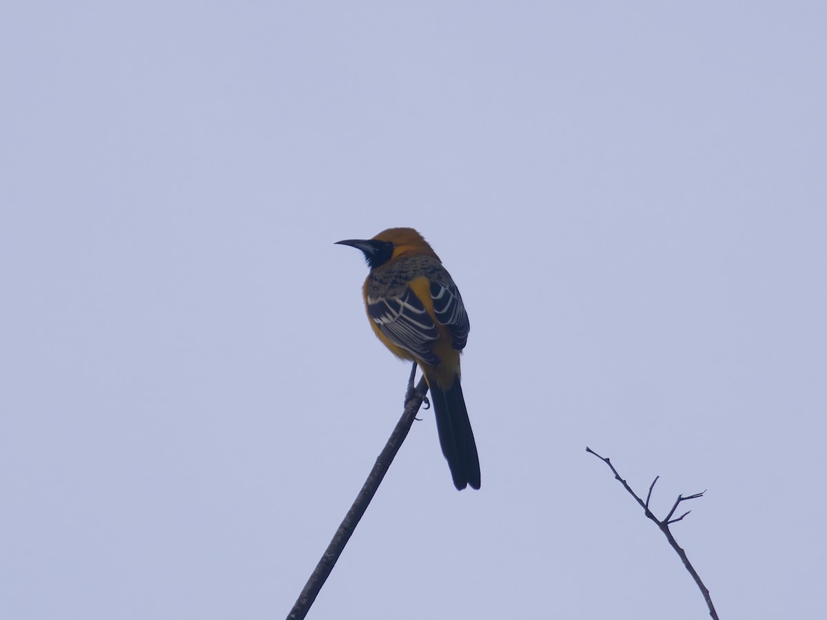 Hooded Oriole - ML647252396