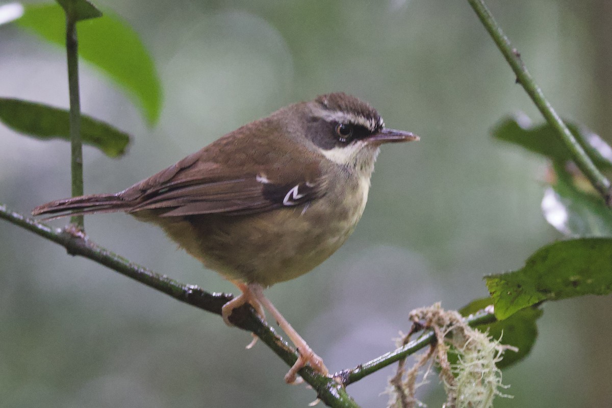 White-browed Scrubwren - ML647252400