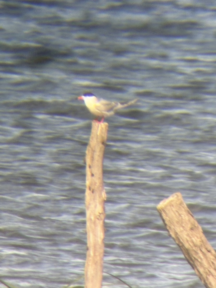 Forster's Tern - ML647252417