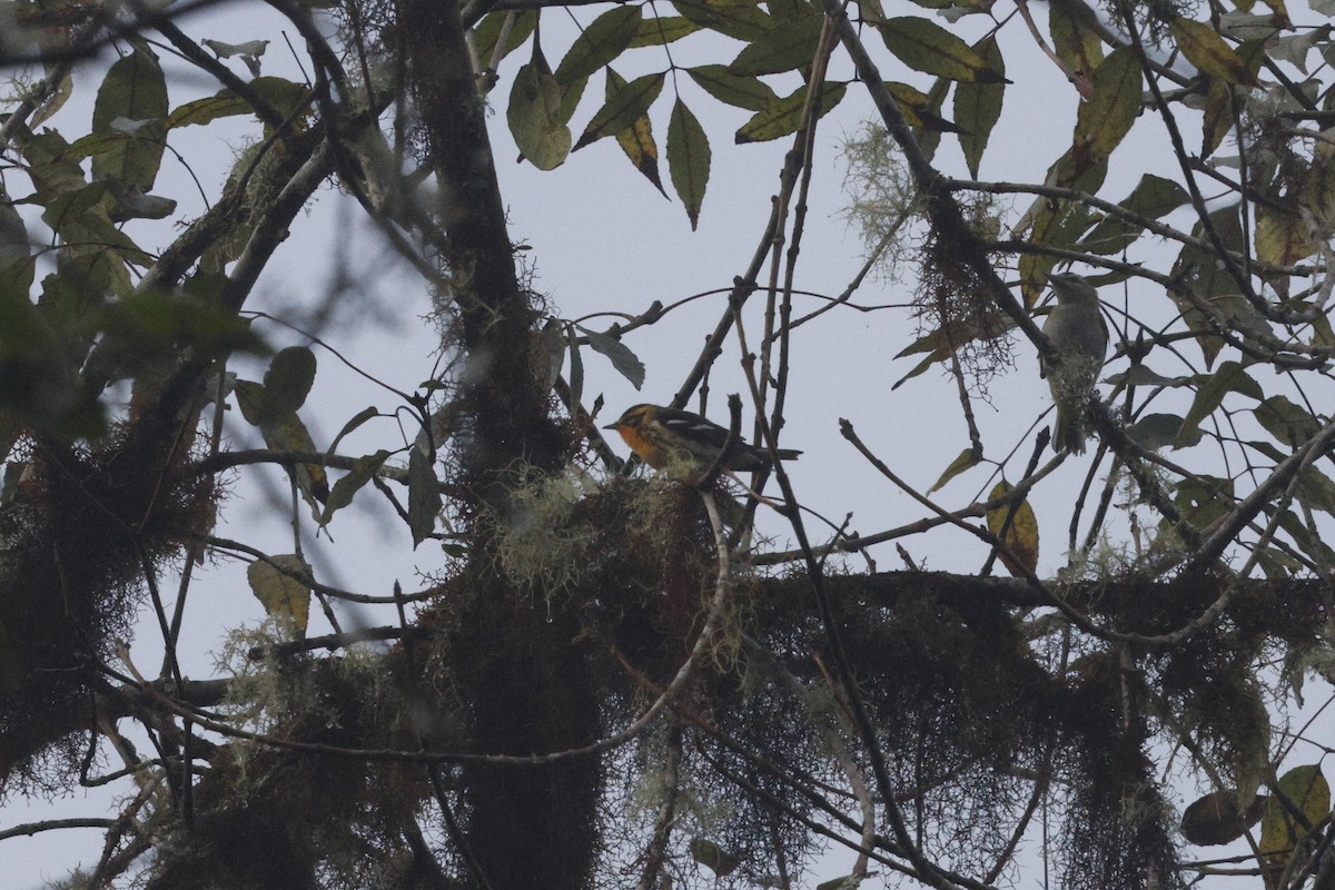 Blackburnian Warbler - ML647252420