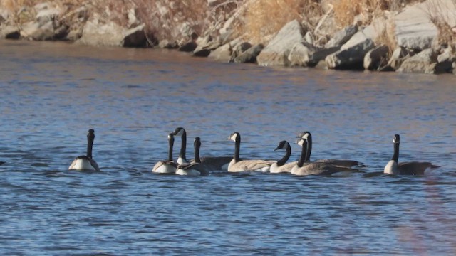 Oca canadese maggiore - ML647252426