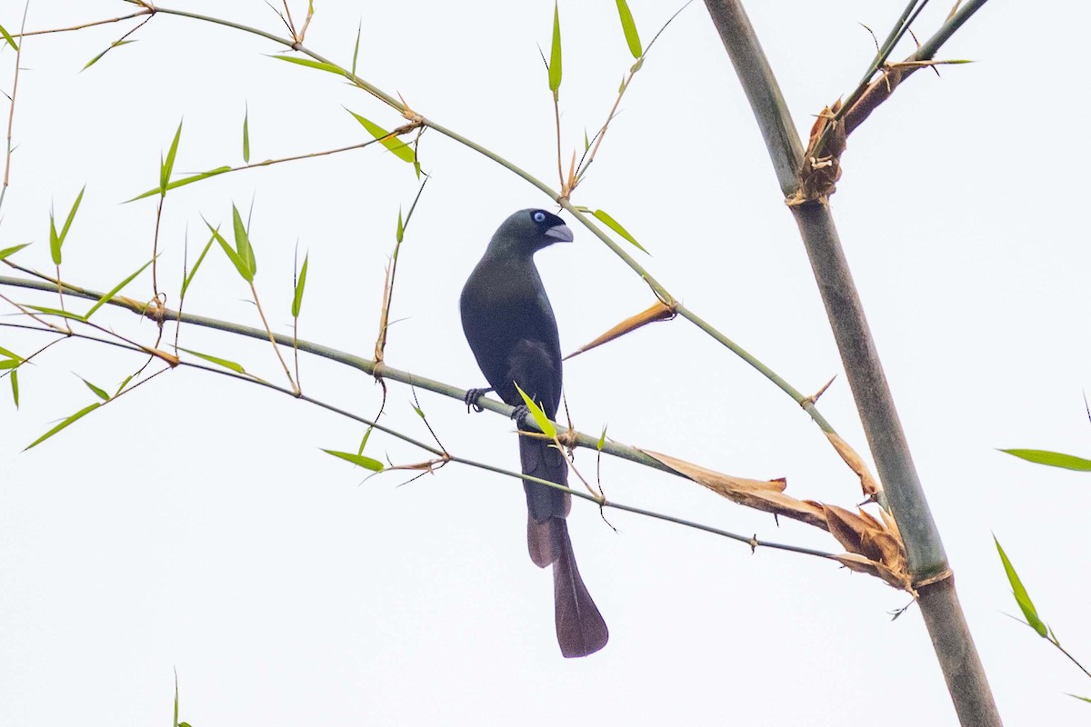 クロラケットオナガ - ML647252434