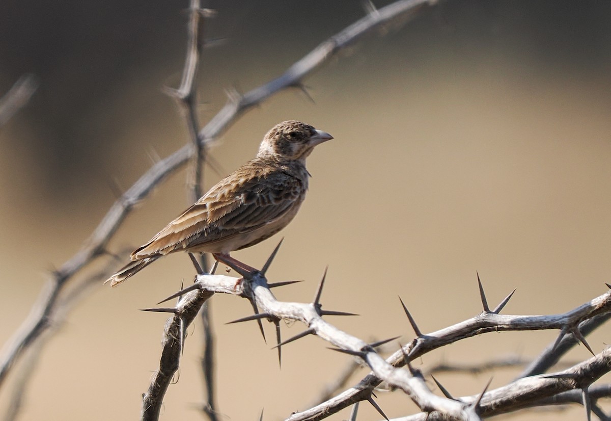 Kestane Sırtlı Serçe Toygarı - ML647252435