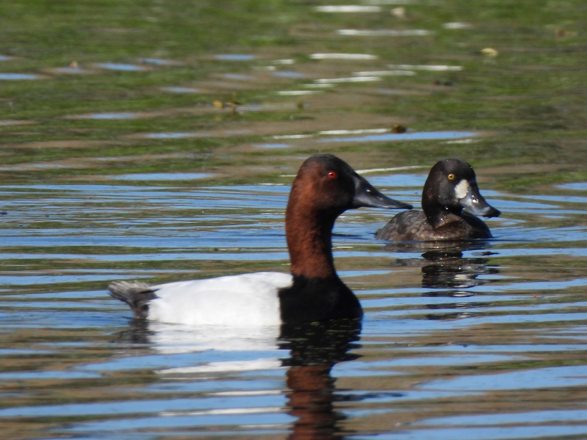 Canvasback - ML647252438