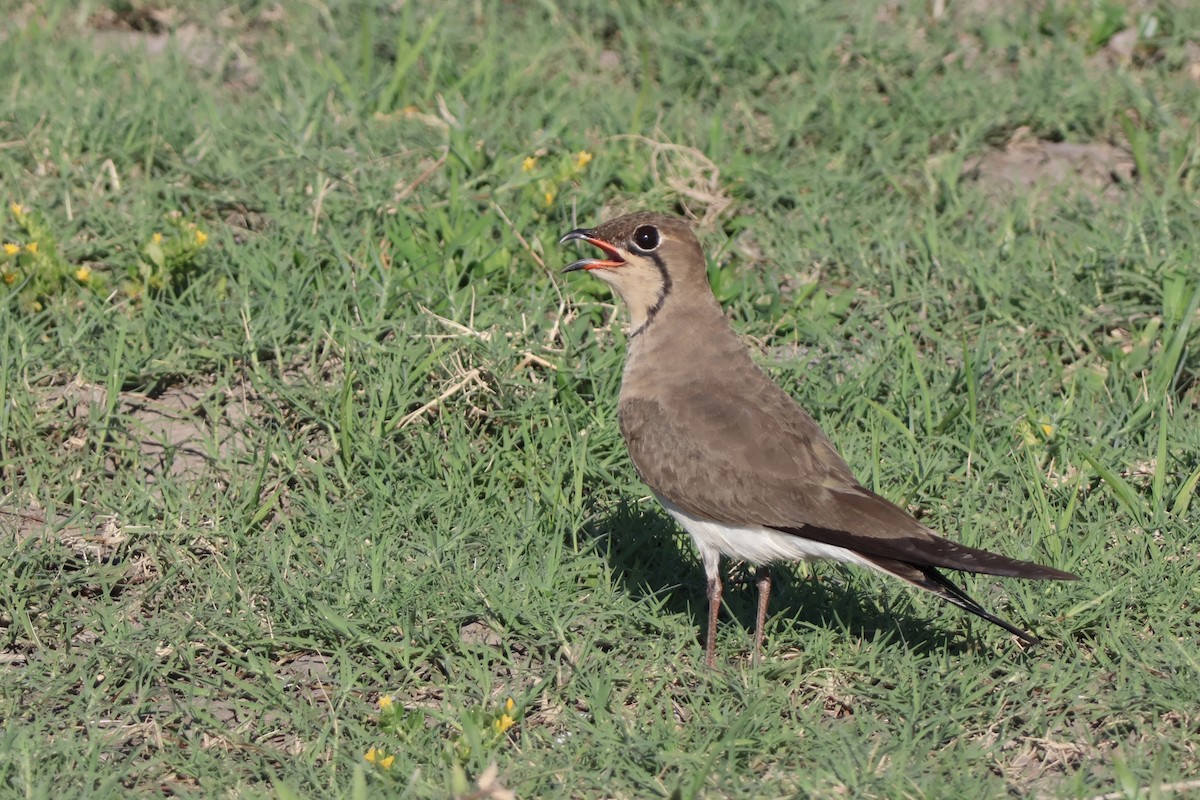 Canastera Común - ML647252440