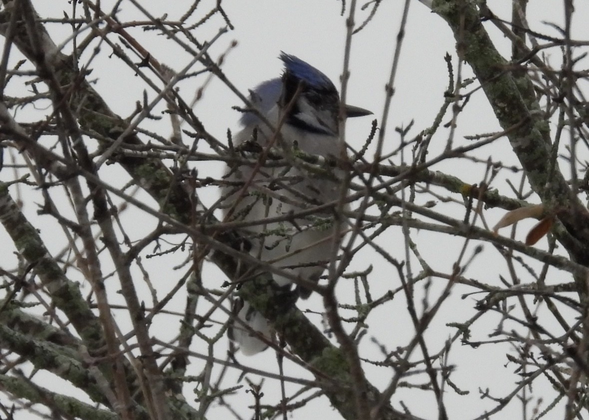 Geai bleu - ML647252458