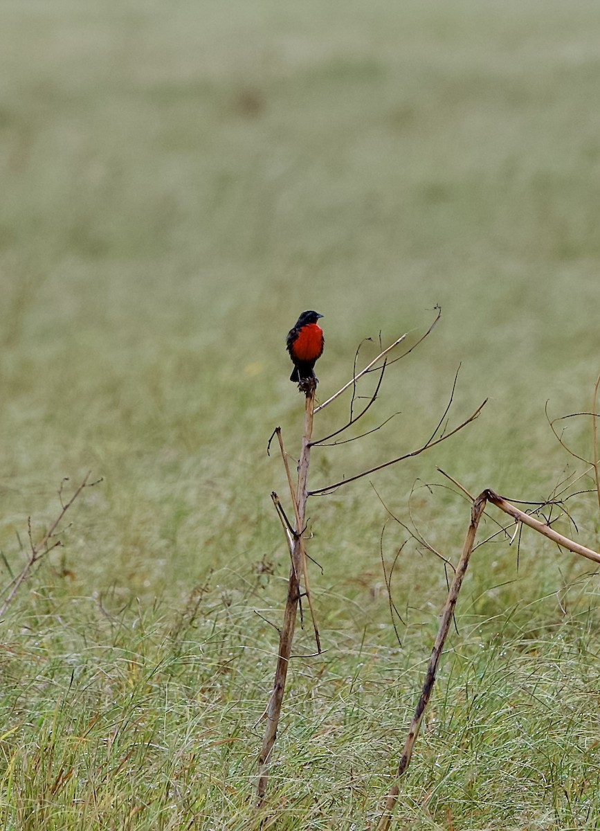Red-breasted Meadowlark - ML647252460