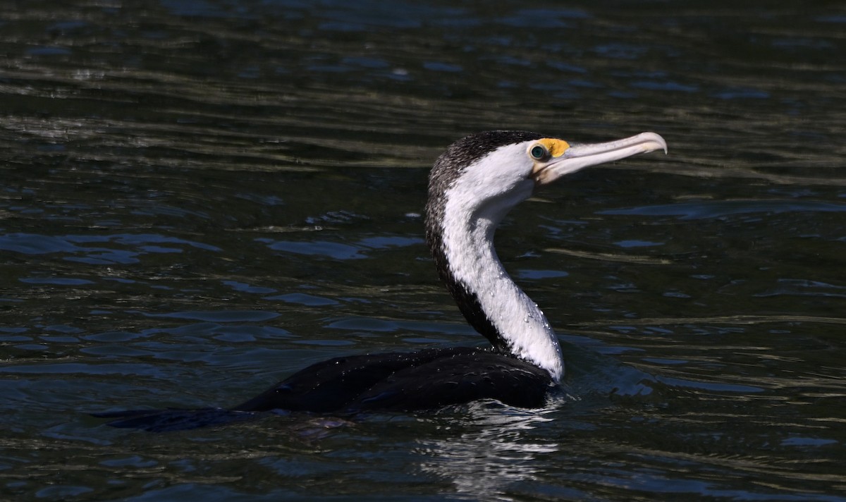 Pied Cormorant - ML647252461