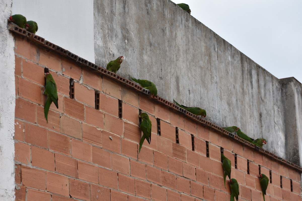 Mitred Parakeet - ML647252471