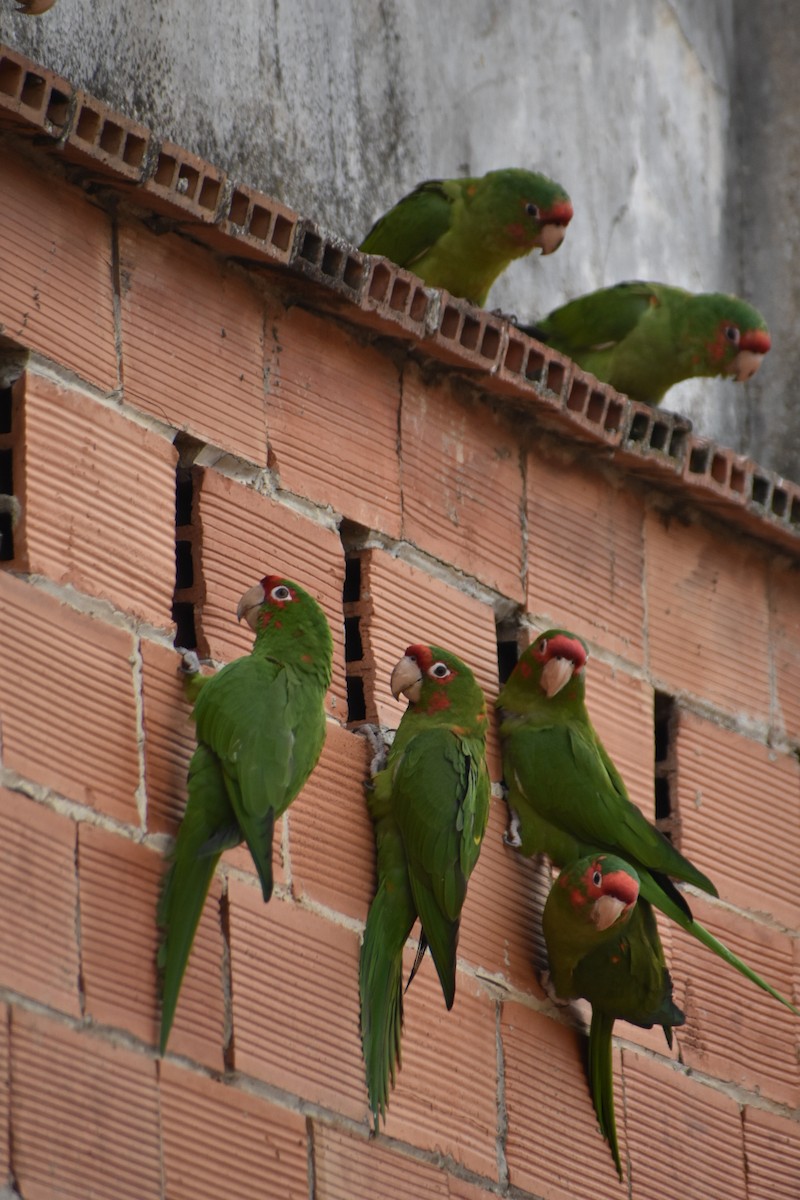 Mitred Parakeet - ML647252474