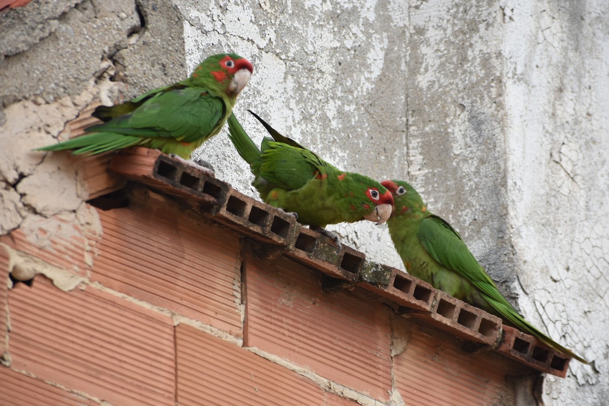 Mitred Parakeet - ML647252475