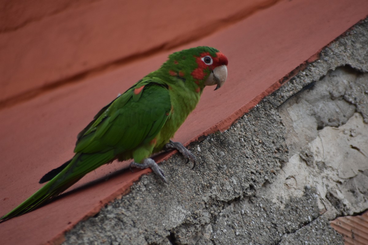 Mitred Parakeet - ML647252476