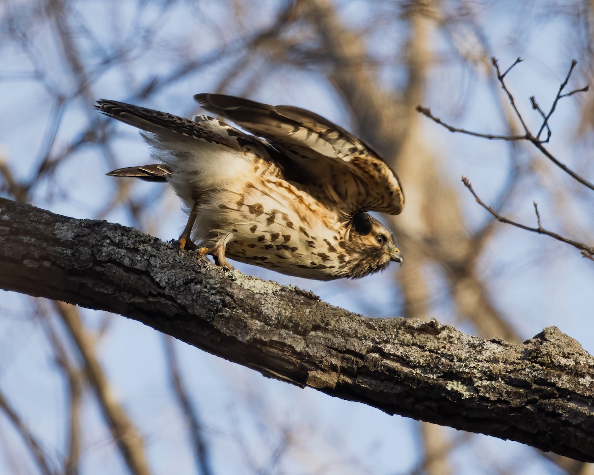 rødvingevåk - ML647252492