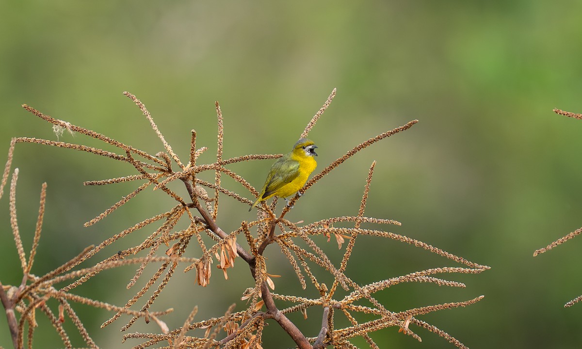Golden-bellied Euphonia - ML647252503