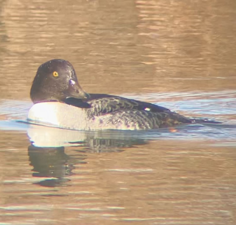 Barrow's Goldeneye - ML647252504