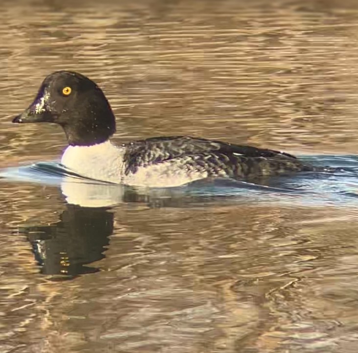 Barrow's Goldeneye - ML647252505