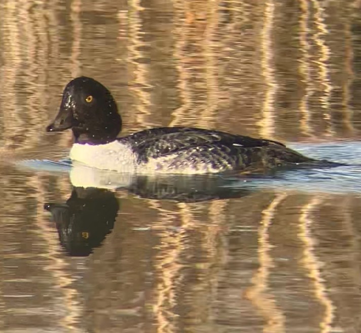 Barrow's Goldeneye - ML647252506