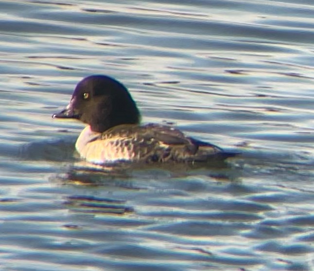 Barrow's Goldeneye - ML647252507
