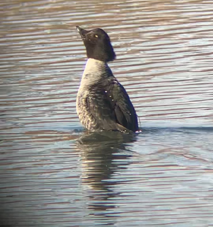 Barrow's Goldeneye - ML647252508