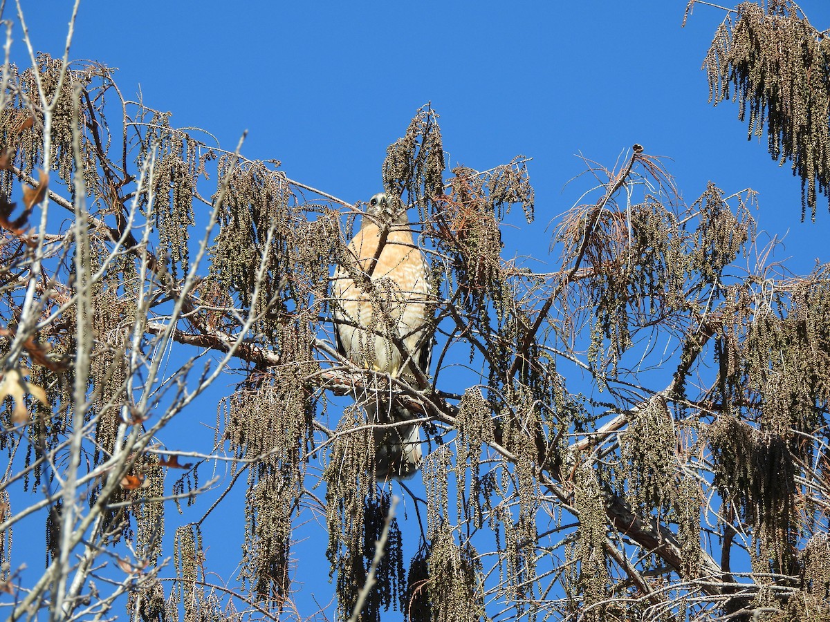 Red-shouldered Hawk - ML647252509