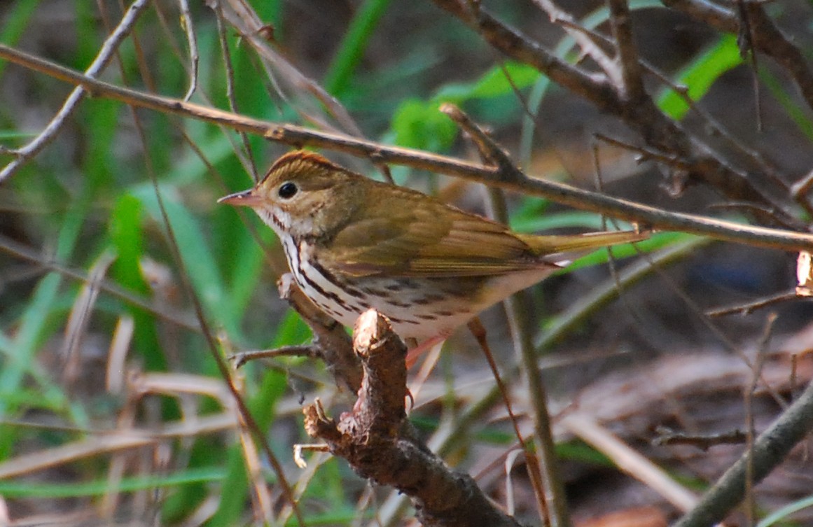 Ovenbird - ML647252529