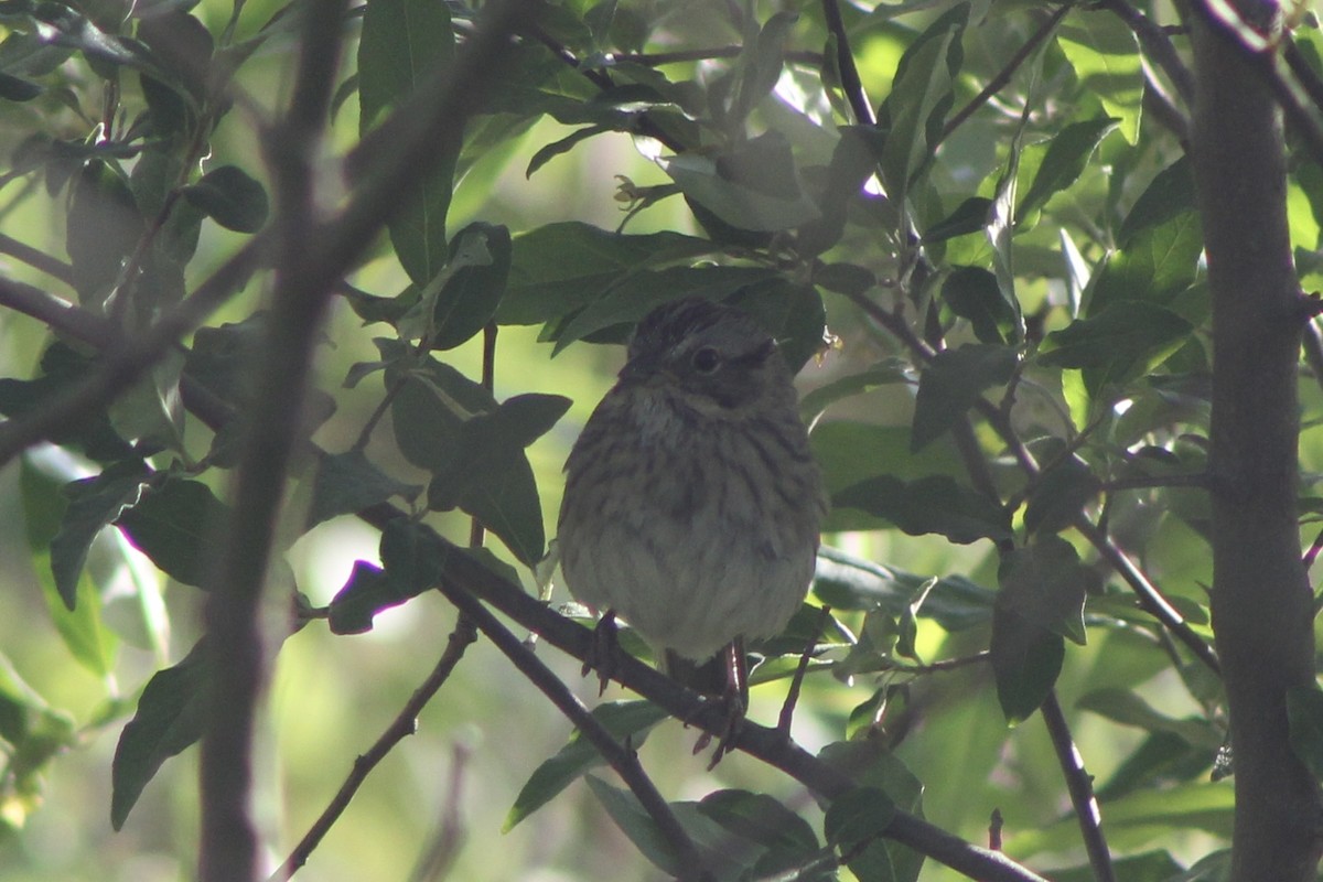 Lincoln's Sparrow - ML647252530