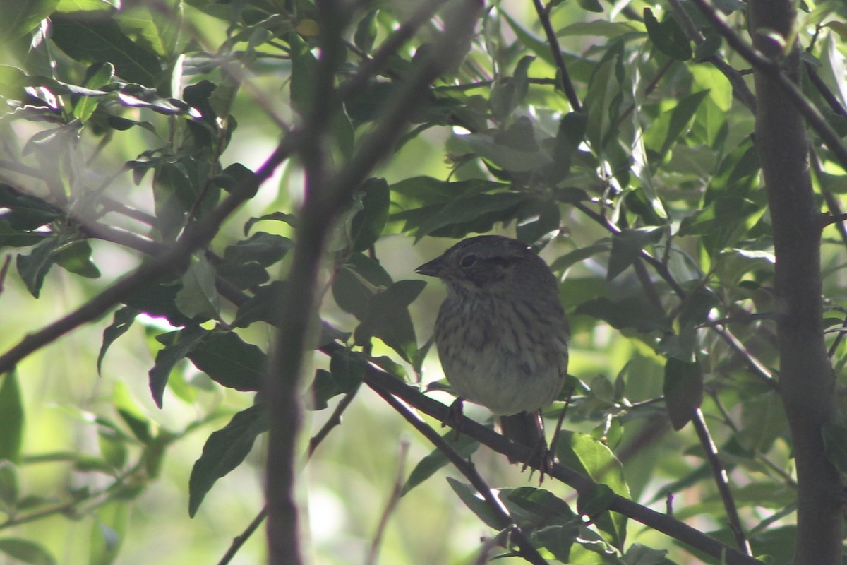 Lincoln's Sparrow - ML647252531