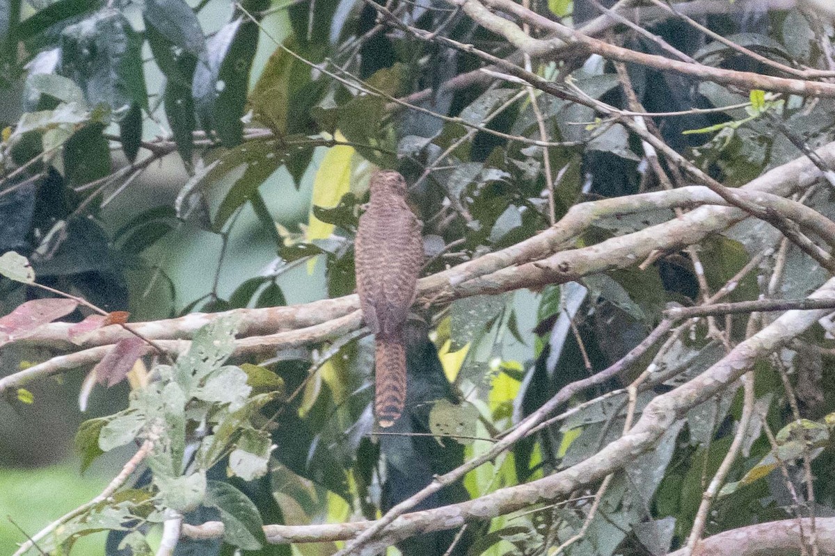 Plaintive Cuckoo - ML647252539