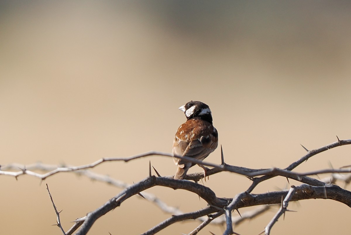 Kestane Sırtlı Serçe Toygarı - ML647252544