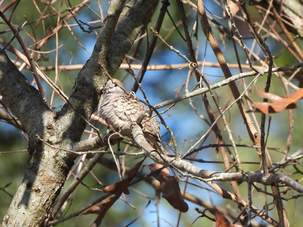 Inca Dove - ML647252546