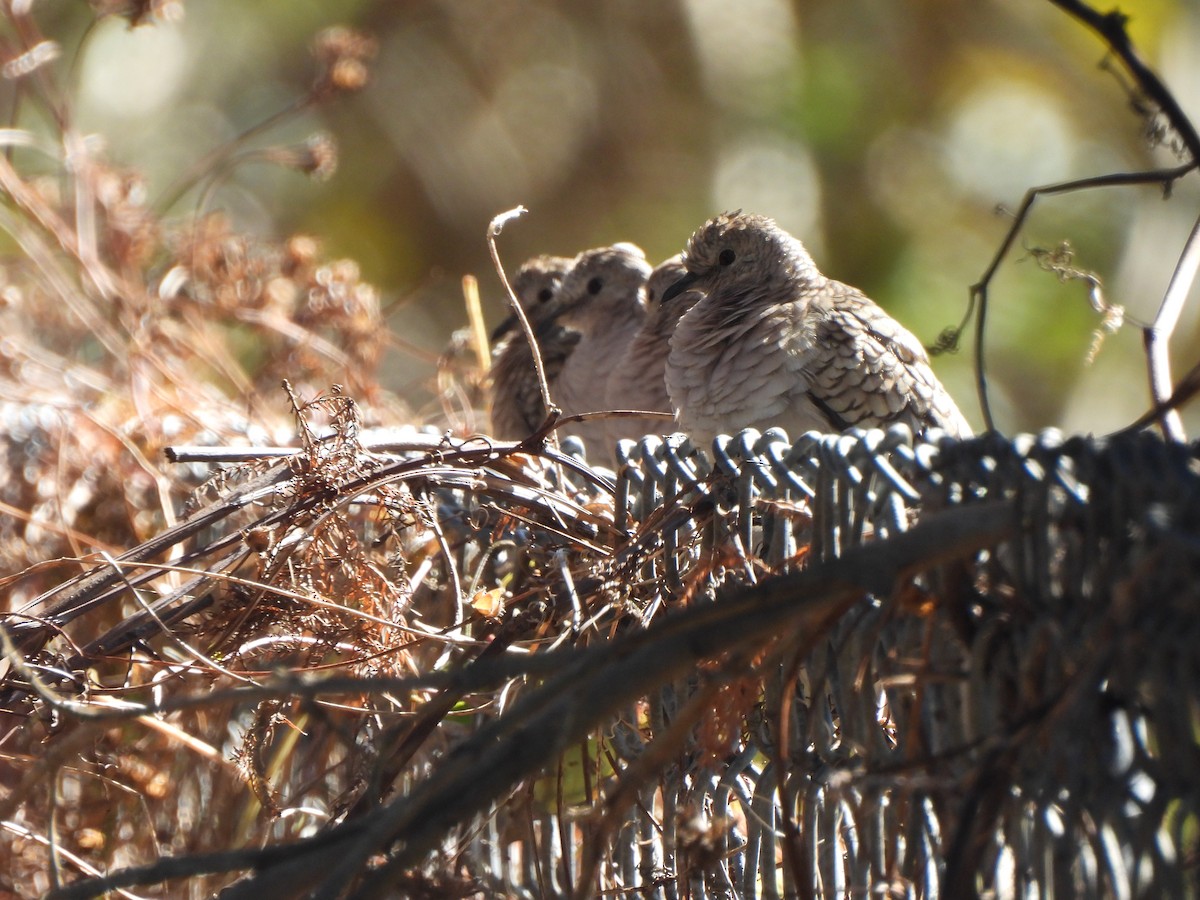 Inca Dove - ML647252547