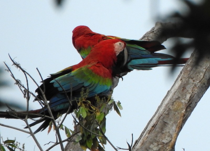 Red-and-green Macaw - ML647252558