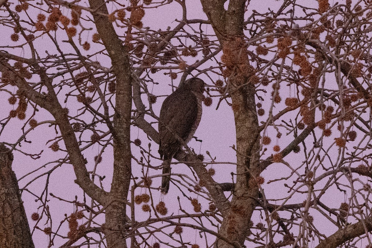 Cooper's Hawk - ML647252567