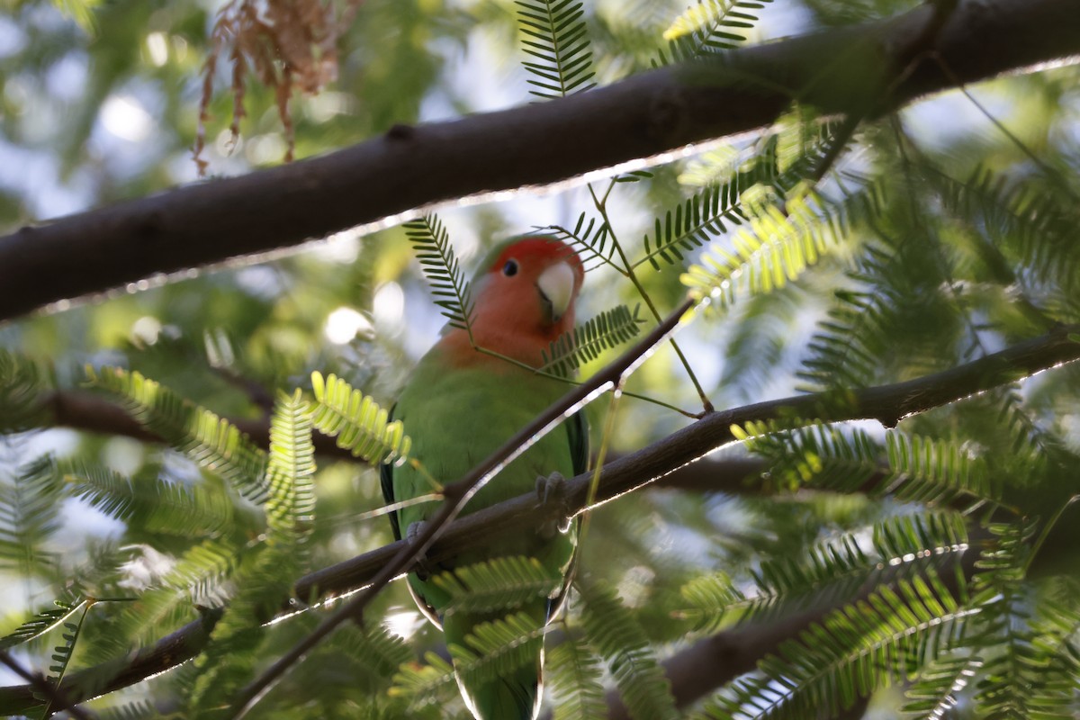 Rosy-faced Lovebird - ML647252576