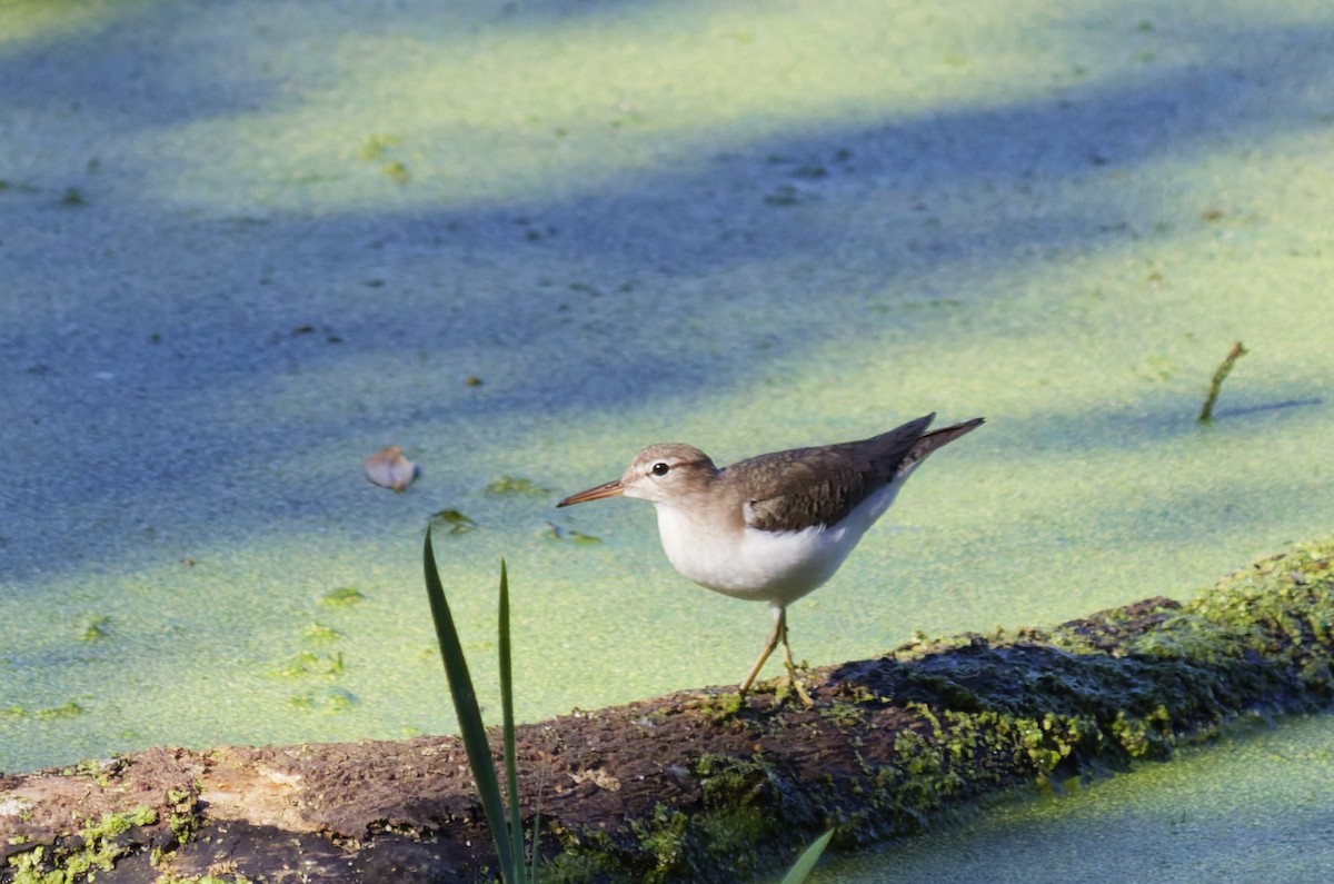 Benekli Düdükçün - ML647252597