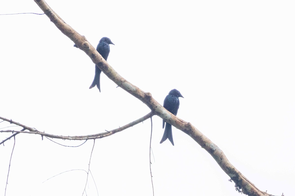 Bronzed Drongo - ML647252600