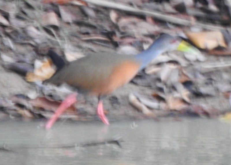 Gray-cowled Wood-Rail - ML647252620