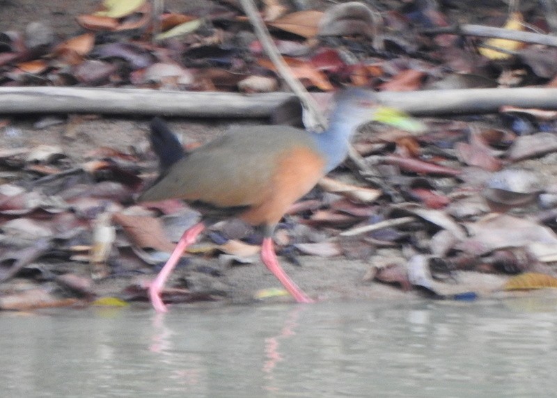Gray-cowled Wood-Rail - ML647252621