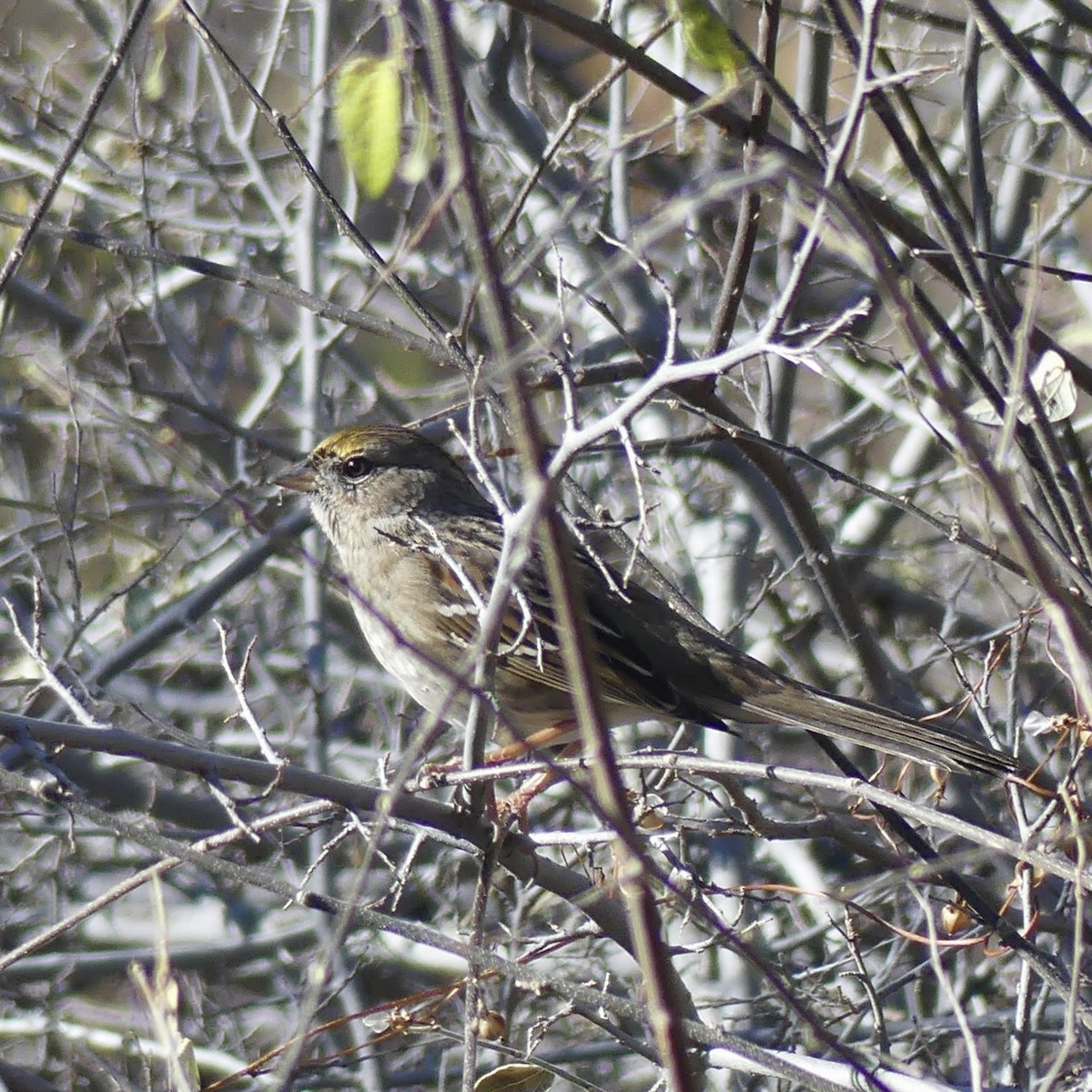 Golden-crowned Sparrow - ML647252628