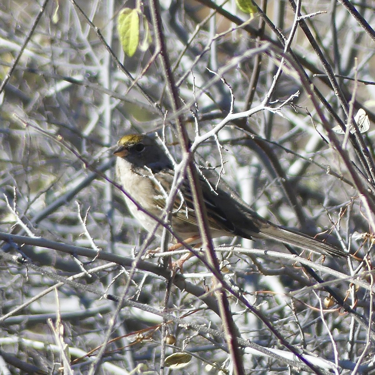 Golden-crowned Sparrow - ML647252632