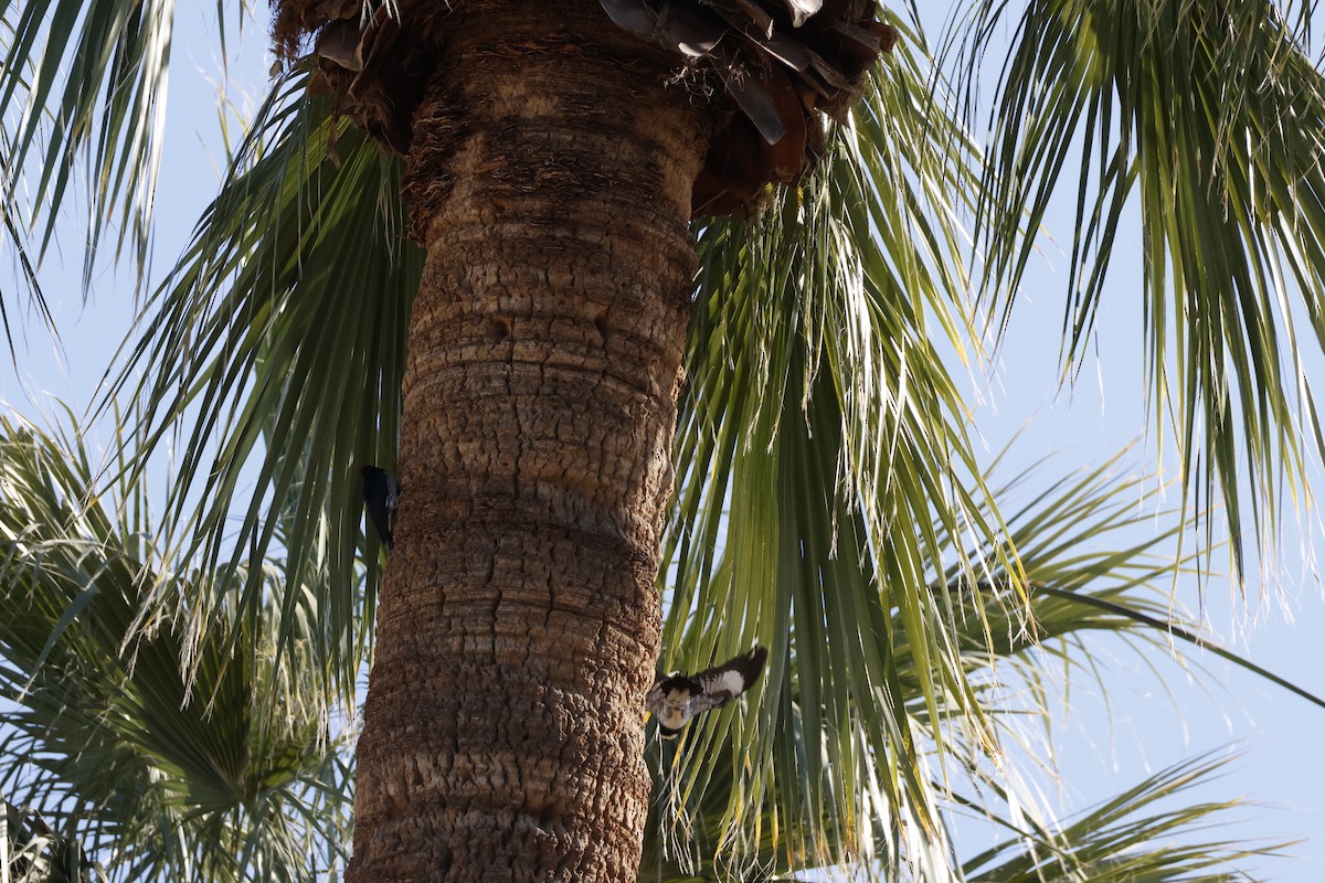 Acorn Woodpecker - ML647252638