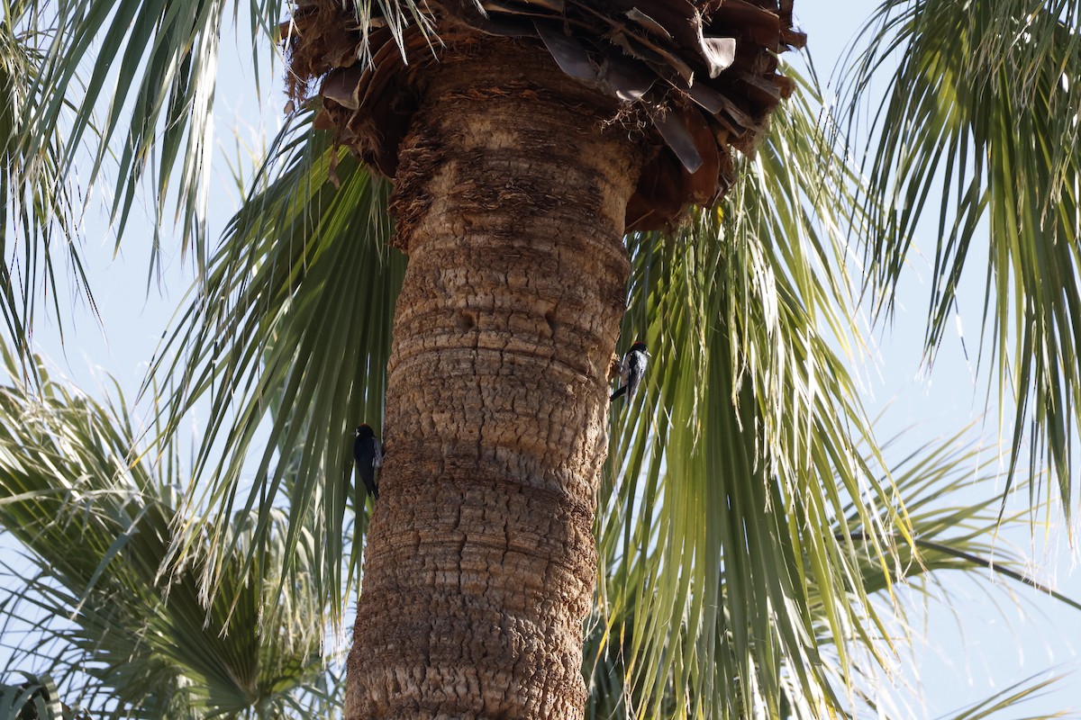 Acorn Woodpecker - ML647252639