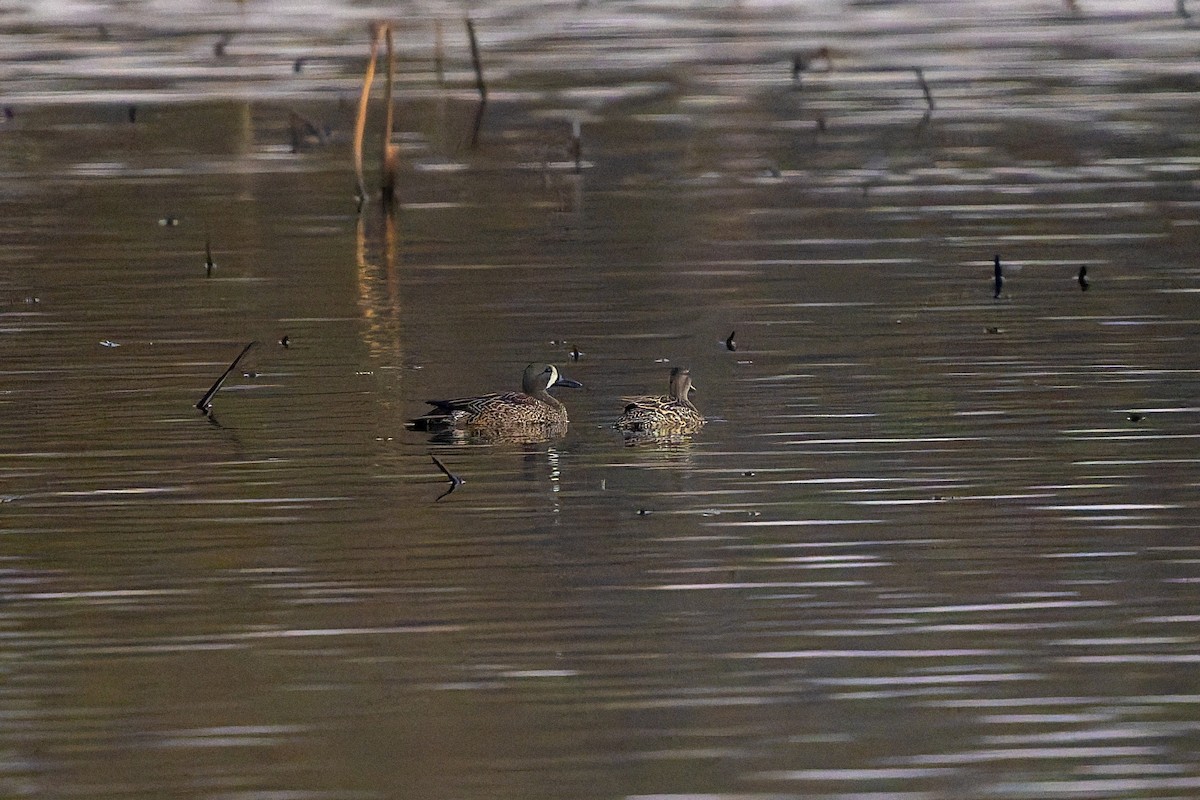 Blue-winged Teal - ML647252655