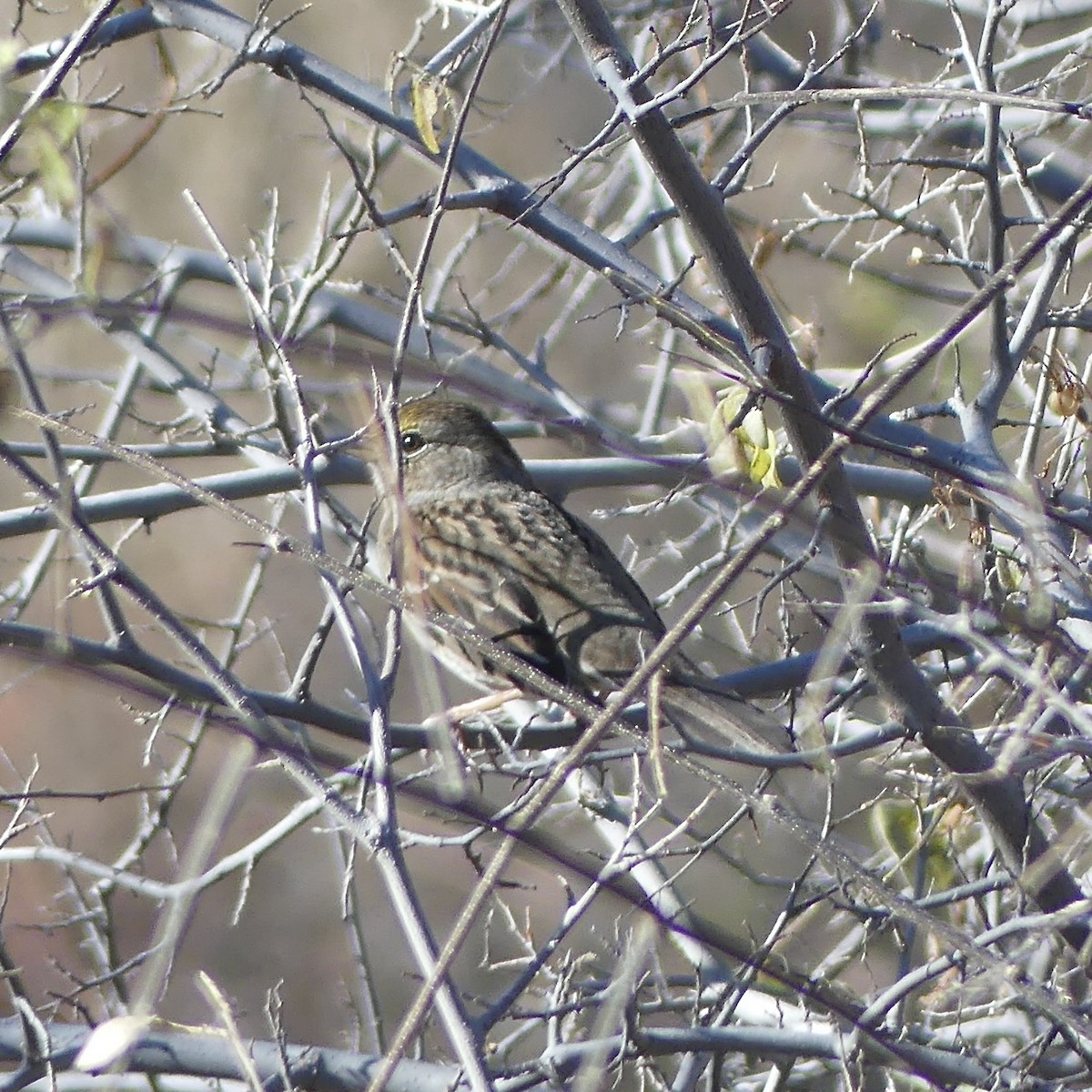Golden-crowned Sparrow - ML647252656