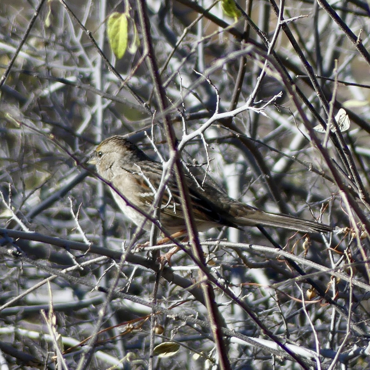 Golden-crowned Sparrow - ML647252670