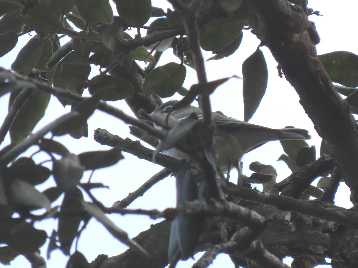 Plumbeous Vireo - ML647252686