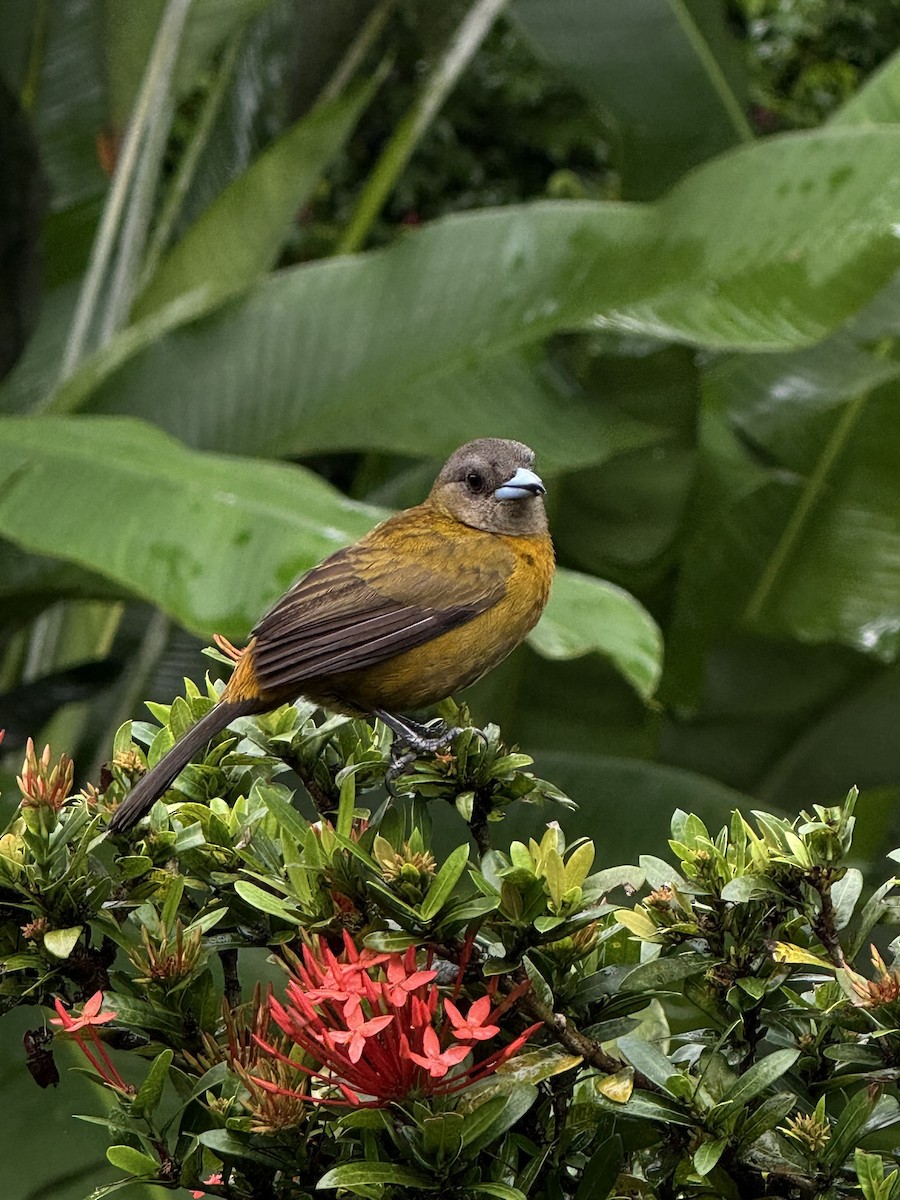 Scarlet-rumped Tanager - ML647252694