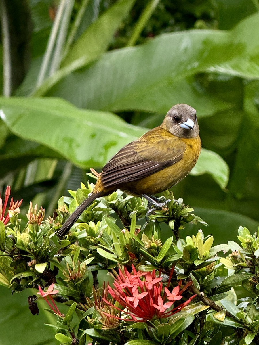 Scarlet-rumped Tanager - ML647252695